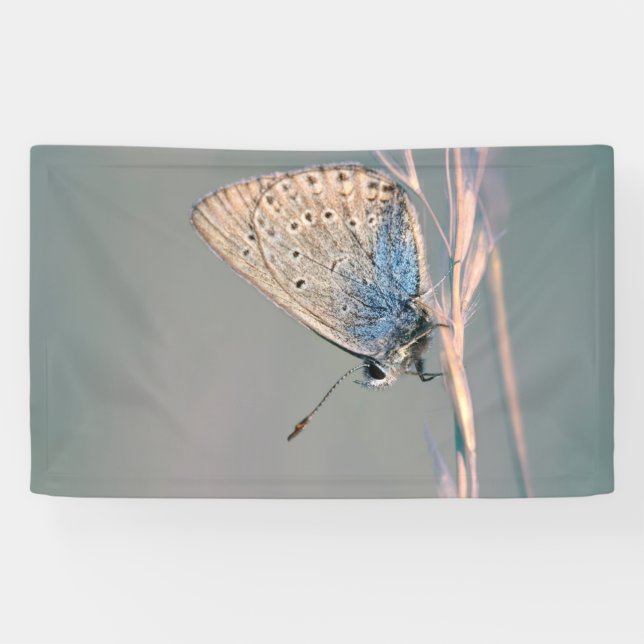 Lona de 3' x 5' (Horizontal)