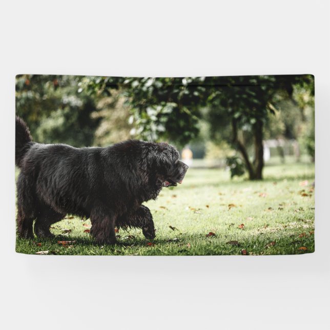 Lona de 3' x 5' (Horizontal)