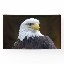Eagle calvo americano