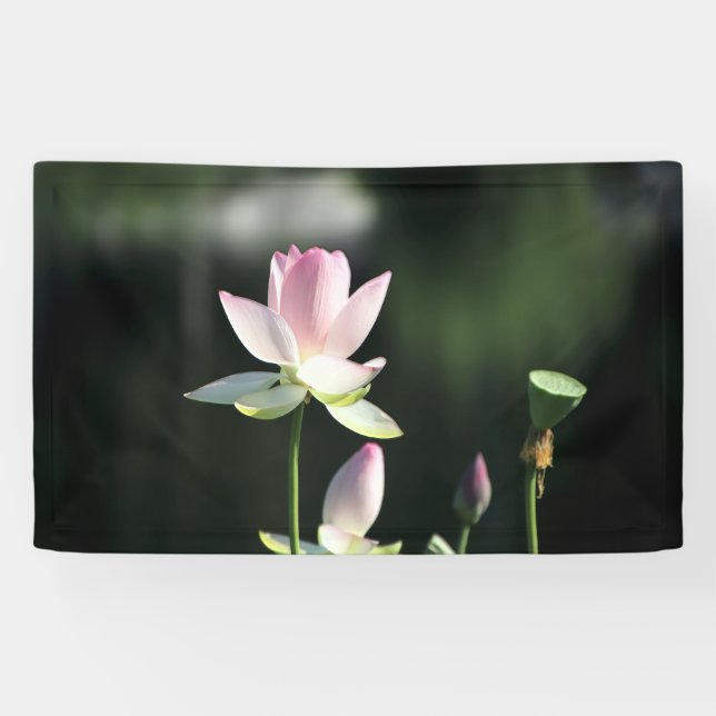 Lona Flor rosa y blanco Lotus (Horizontal)