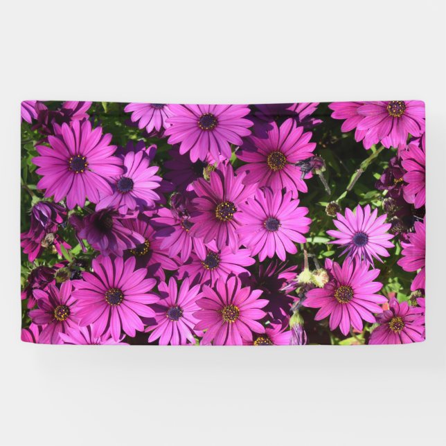 Lona Flores púrpura de osteospermum (Horizontal)