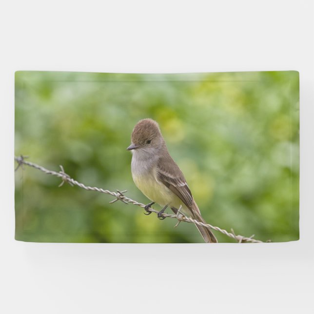 Lona Flycatcher (Horizontal)