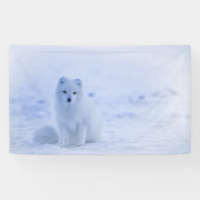 Lona Fox ártico de Islandia (Horizontal)