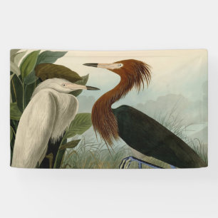 Lona Grabado de Garza Morada de Audubon: Arte de Aves