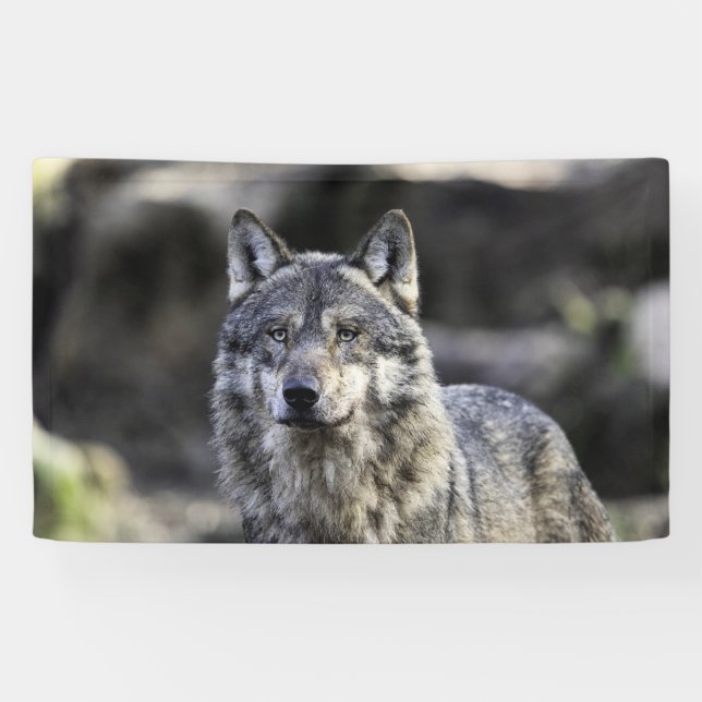 Lona Gray Wolf (Horizontal)