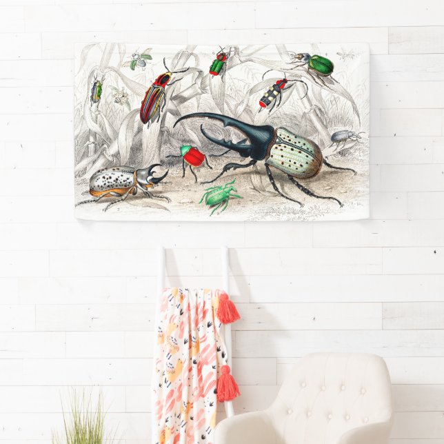 Lona Hercules Beetle, Scarabaeus Tityus, a rayas (In situ)