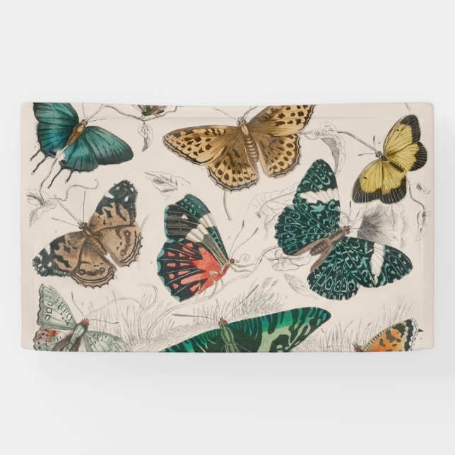 Lona Ilustración antigua de mariposa: Orfebre de 1820 (Horizontal)
