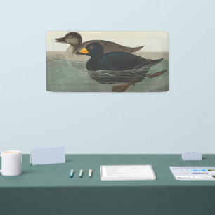 Lona Impresión de Negrón Americano de Audubon: Pato Cos