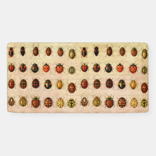 Lona Ladybug Ladybird Beetle Insect Bug