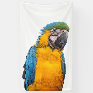 Lona Macaw del azul y del oro