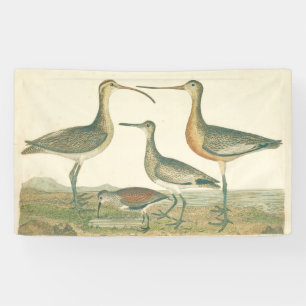 Lona Marsh Bird Curlew Snipe Birding
