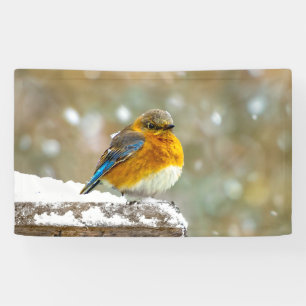 Lona Pájaro azul oriental en nieve - Fotografía origina