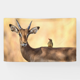 Lona Pájaro Impala y Oxpecker en África