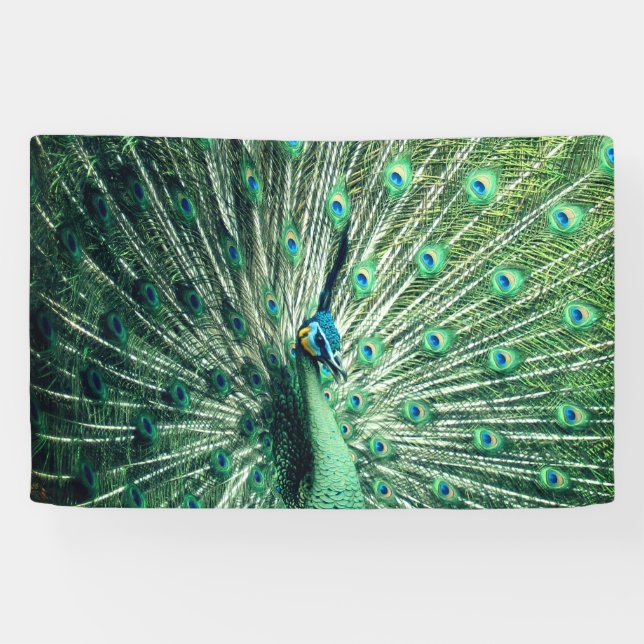 Lona Peacock Strut (Horizontal)