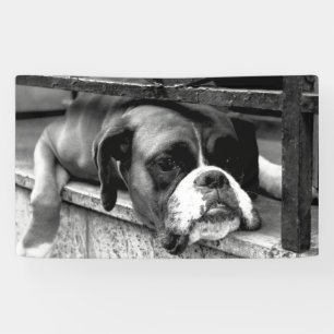 Lona Perro Boxer En Windowsill Bnrcn