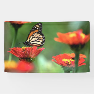 Lona Polinización de la mariposa monarca