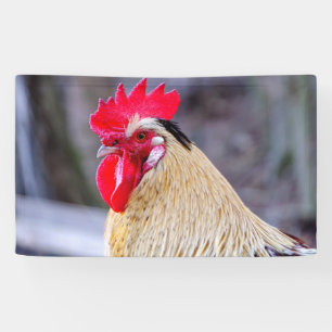 Lona Rooster con Cockscomb