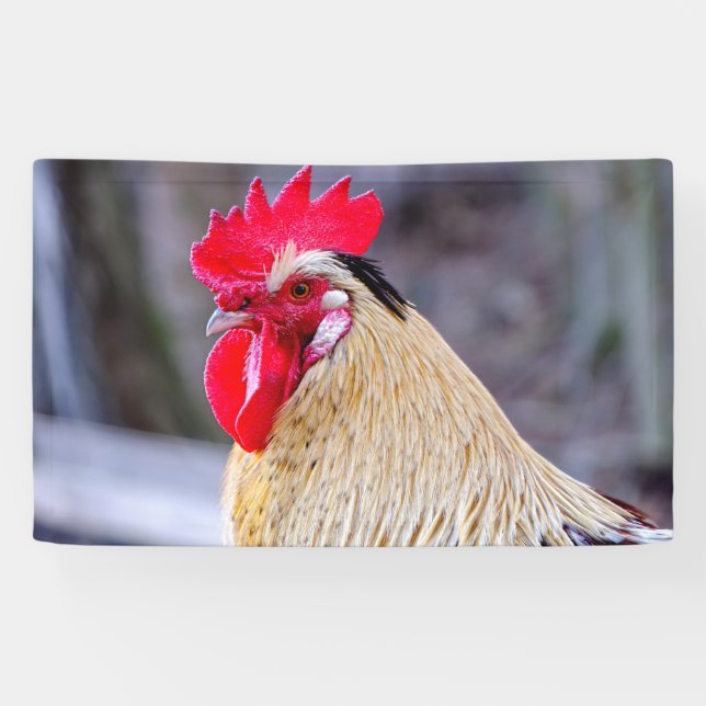 Lona Rooster con Cockscomb (Horizontal)