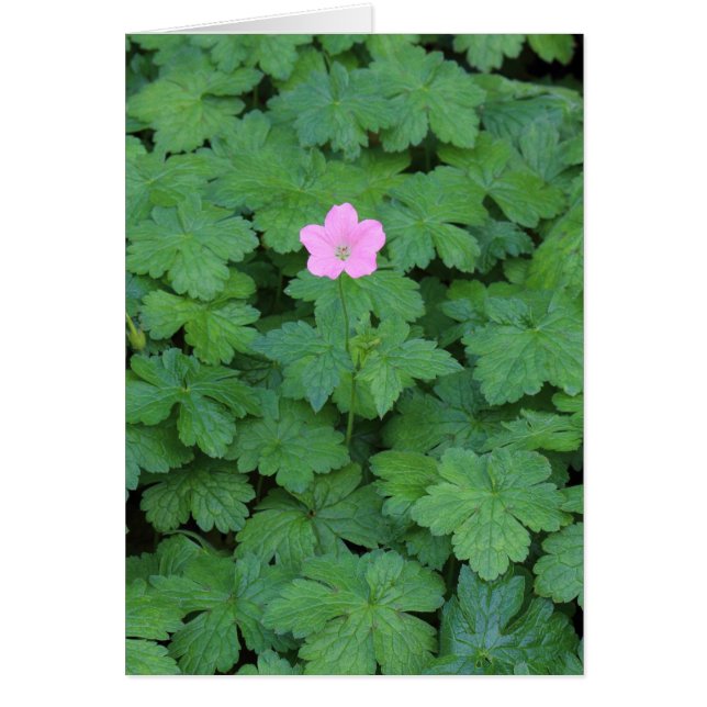 Lone Geranium (Frente)