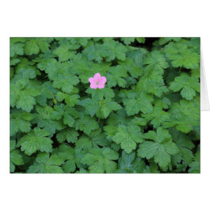 Lone Geranium