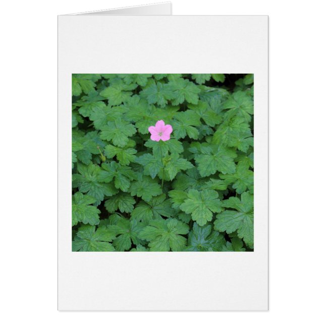 Lone Geranium (Frente)