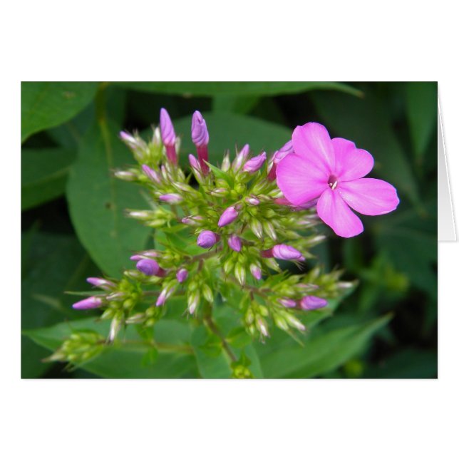 Lone Purple Phlox Bloom (Anverso (Horizontal))