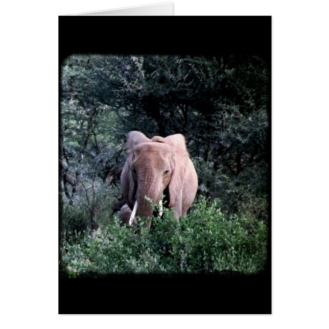 Lone Samburu Elephant (Frente)
