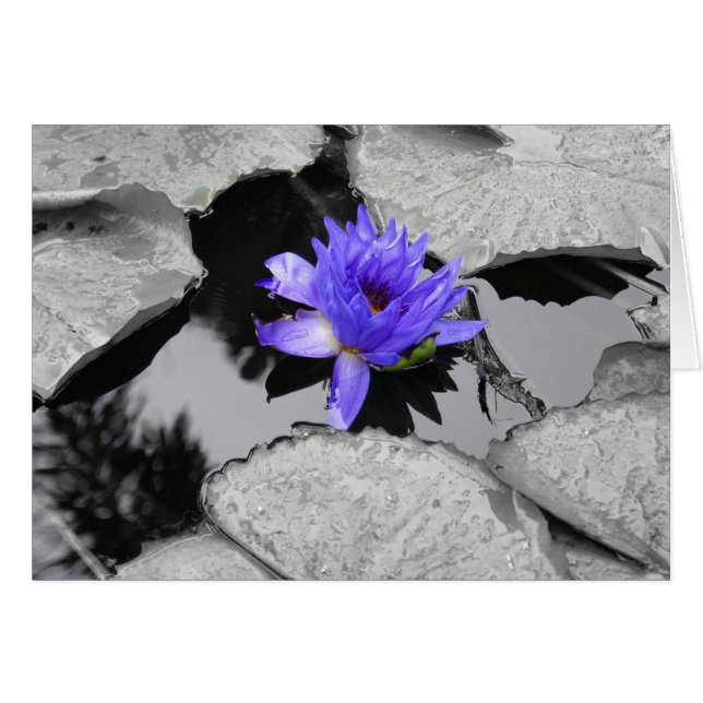 Lone Water Lily (Anverso (Horizontal))