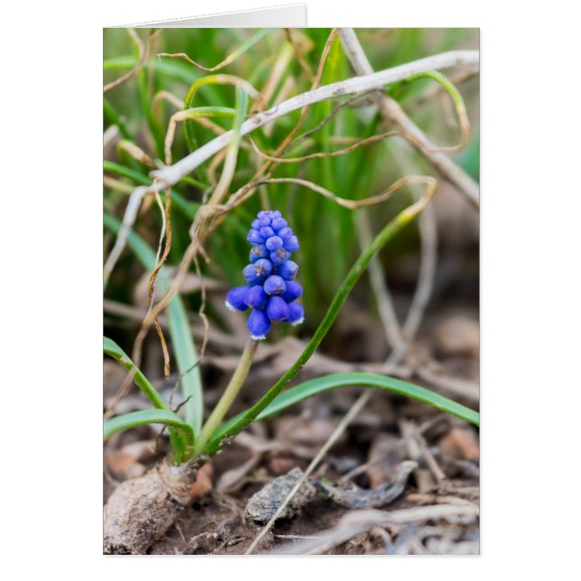 Lonely Grape Hyacinth (Frente)