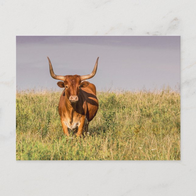 Longhorn de pie en una postal de campo (Anverso)