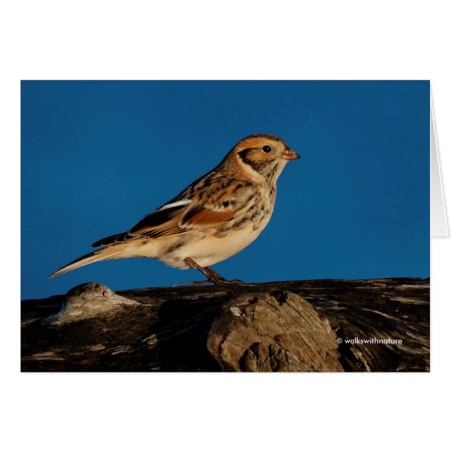 Longspur de la plataforma sobre un registro ilumin (Anverso (Horizontal))