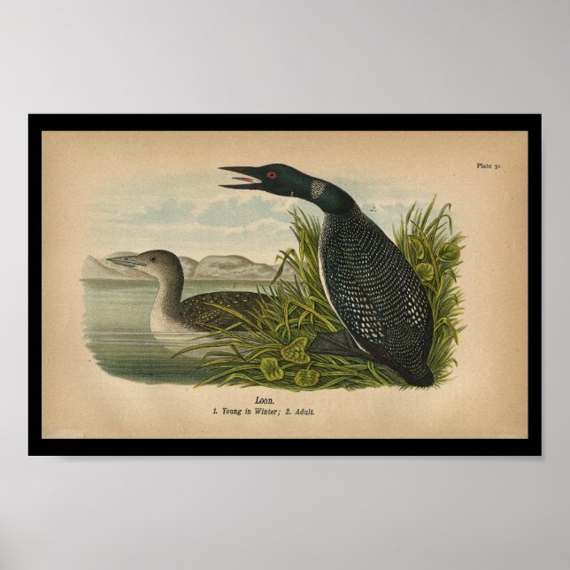 Loon de impresión de aves de 1890 (Frente)