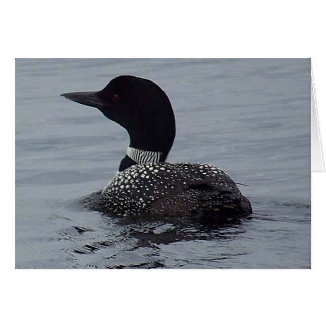 Loon en el lago Pushaw (Anverso (Horizontal))