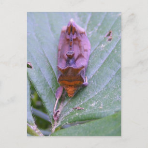 Looper moth ~ postal