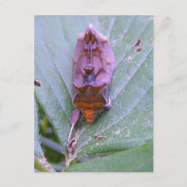 Looper moth ~ postal (Anverso)