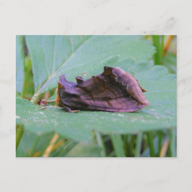 Looper Moth ~ postal (Anverso)