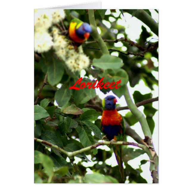 Lorikeet (Frente)