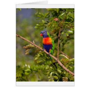 Lorikeet arcoiris