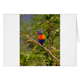 Lorikeet arcoiris