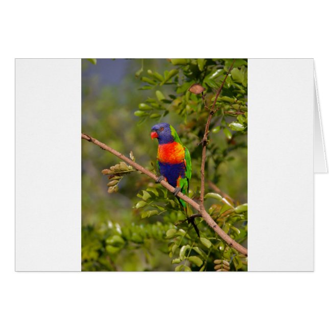 Lorikeet arcoiris (Anverso (Horizontal))