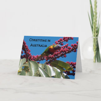 Lorikeet que alimenta, navidad adentro, Australia