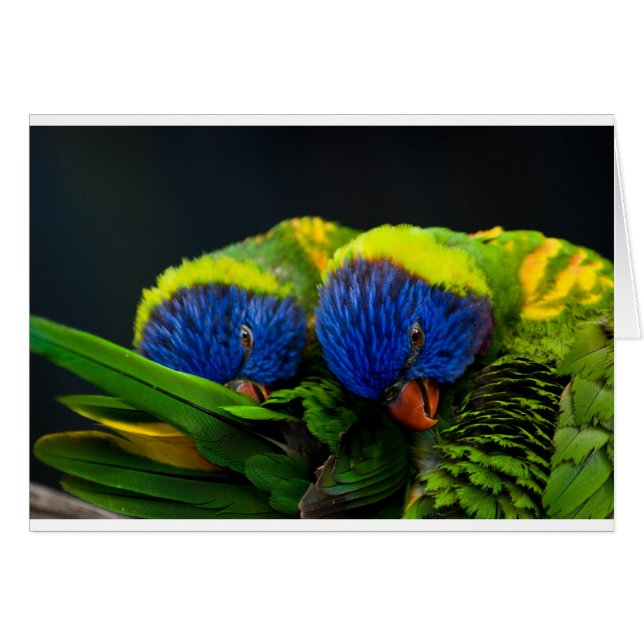 Lorikeets (Anverso (Horizontal))