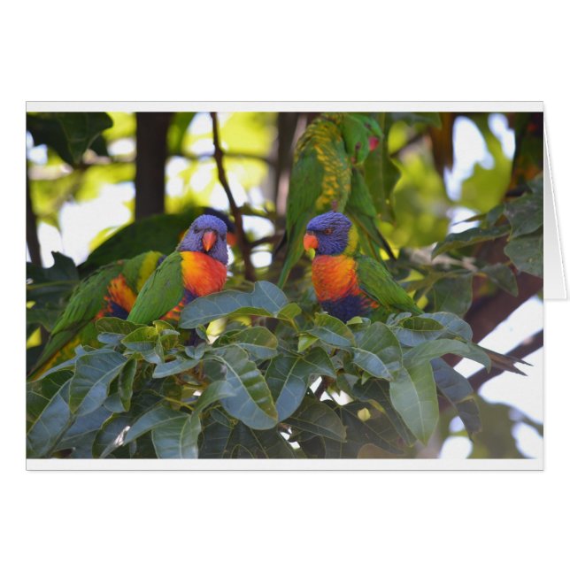 Lorikeets del arco iris (Anverso (Horizontal))