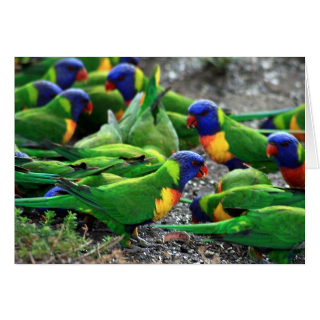 Lorikeets del arcoiris australiano (Anverso (Horizontal))
