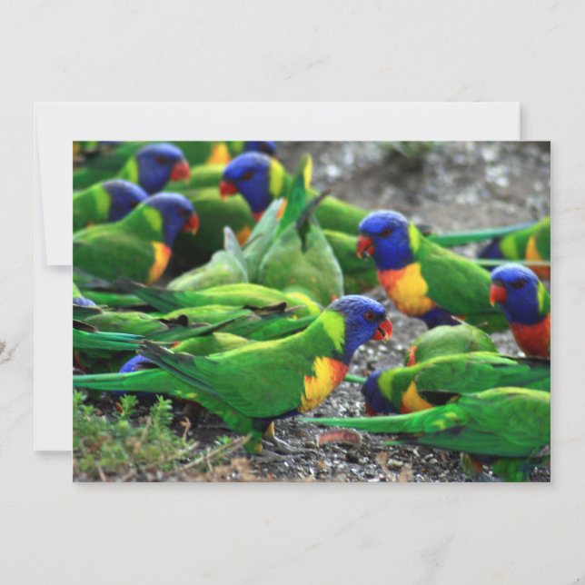 Lorikeets del arcoiris australiano (Anverso)