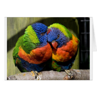 Lorikeets enamorados