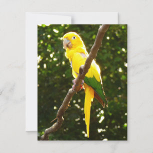 Loro Amarillo