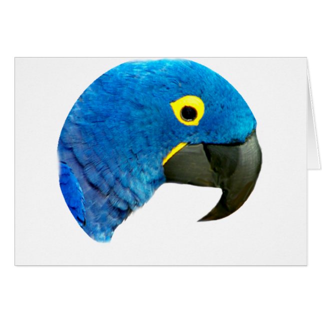 Loro azul de amor_ (Anverso (Horizontal))