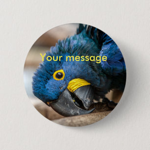 Loro azul del macaw del jacinto del botón del