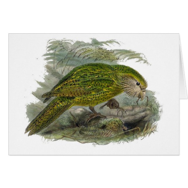Loro de búho verde Kakapo, Ilustracion de pájaro r (Anverso (Horizontal))
